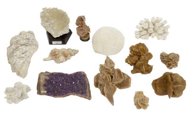(13) MINERAL, SEASHELL & CORAL