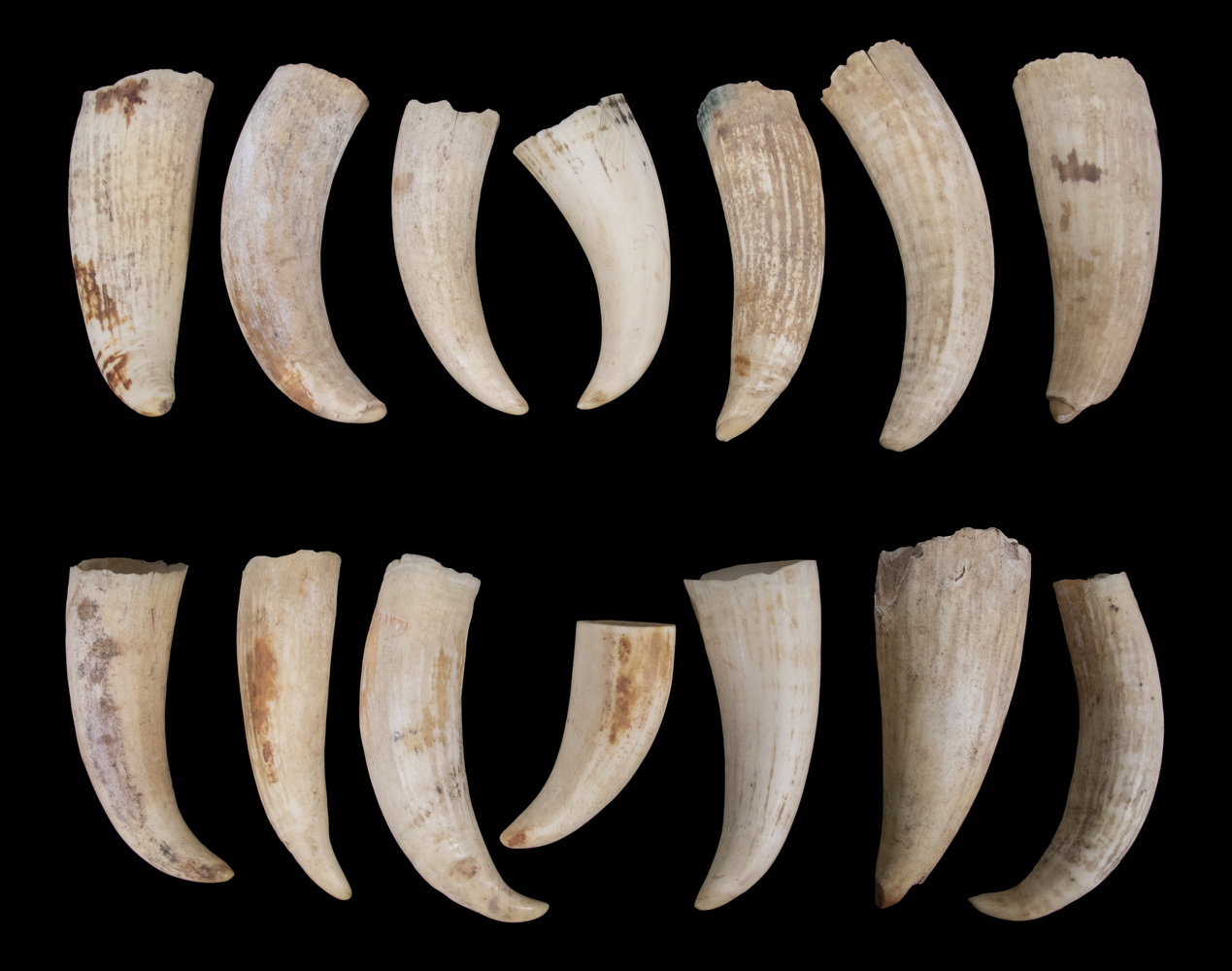 (14) 19TH C. SPERM WHALE TEETH