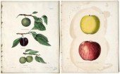 14 Ebenezer Emmons lithographs