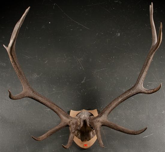 14-point elk horn trophy mounted on