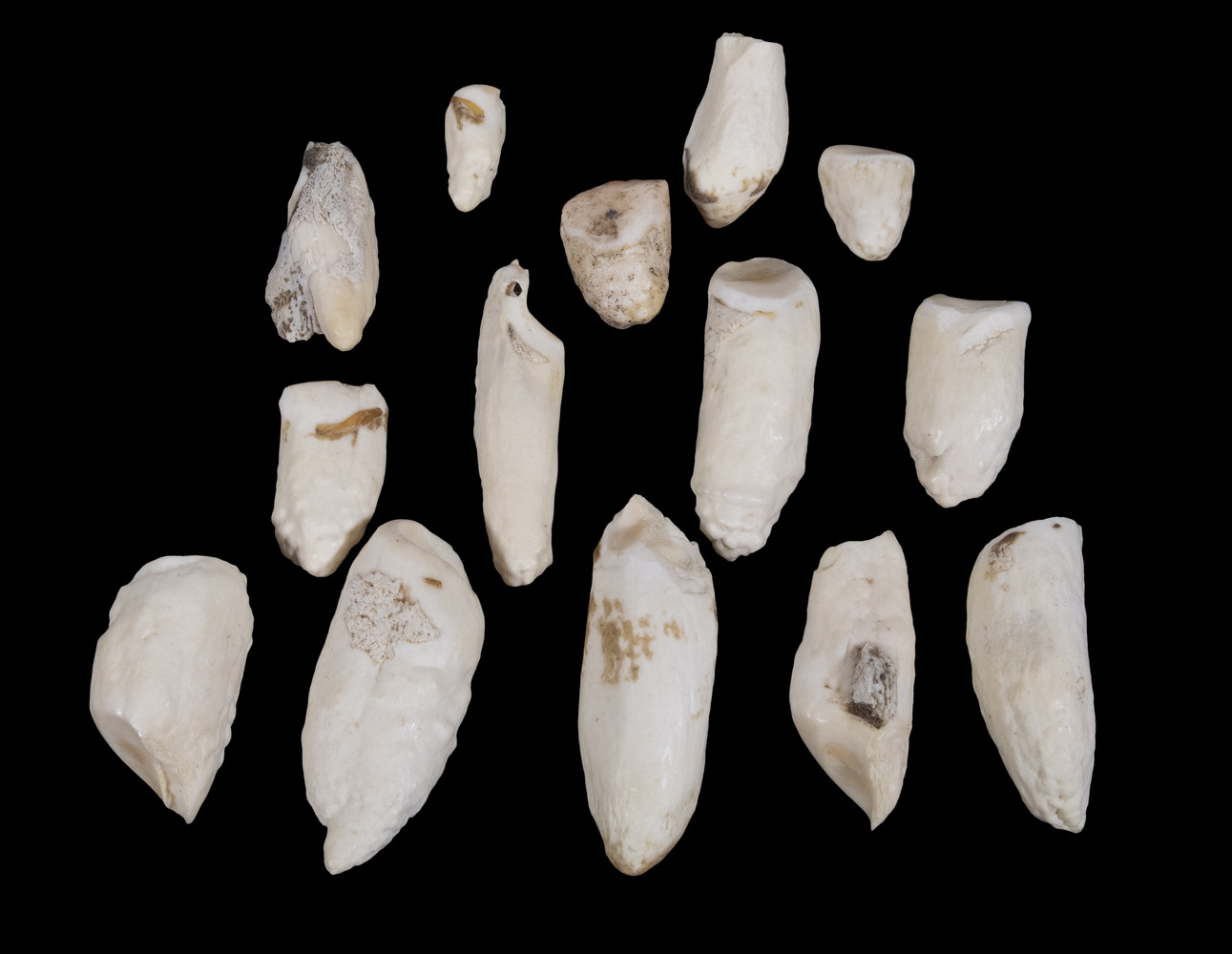 (14) WALRUS TEETH Used in trade,