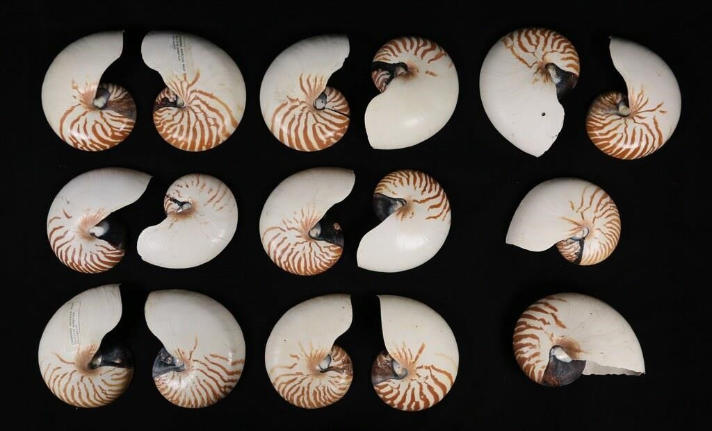 15 CHAMBERED NAUTILUS HALF SHELLS