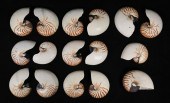 15 CHAMBERED NAUTILUS HALF SHE