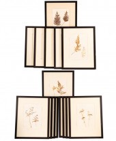 15 FRAMED HERBARIUM ALBUM PAGE