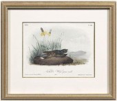 17 Octavo Audubon prints: hand