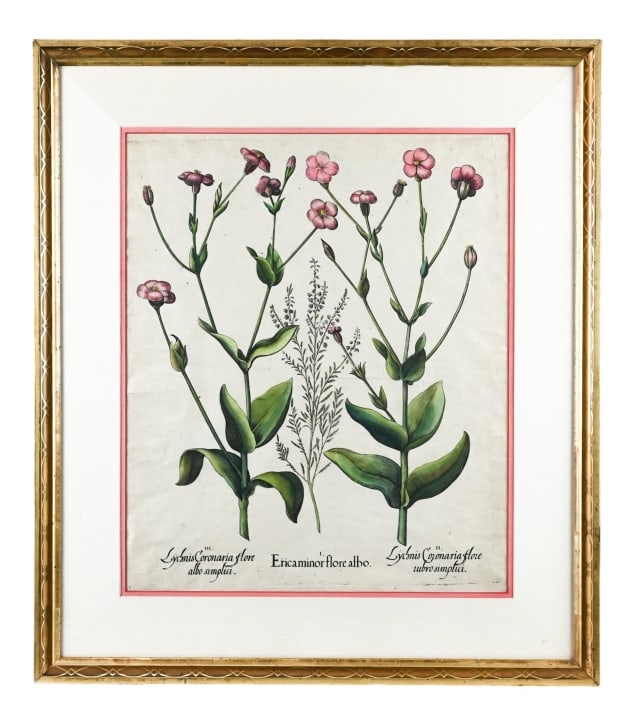 17TH C BASILIUS BESLER BOTANICAL