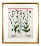 17TH C BASILIUS BESLER BOTANIC