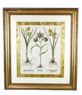 17TH C BASILIUS BESLER BOTANIC
