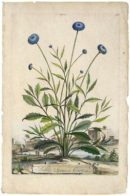 17th century botanical print,