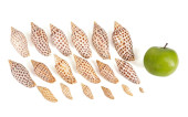 18 SCAPHELLA JUNONIA SHELLS<br