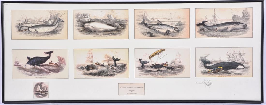 1864 MAMMALIA, STEVE CRANDELL