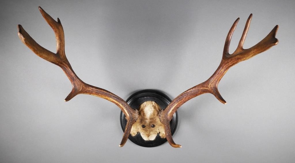 1890 FALLOW DEER ANTLER TROPHY