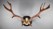 1890 FALLOW DEER ANTLER TROPHY