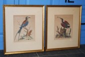 18th C. George Edwards engravi