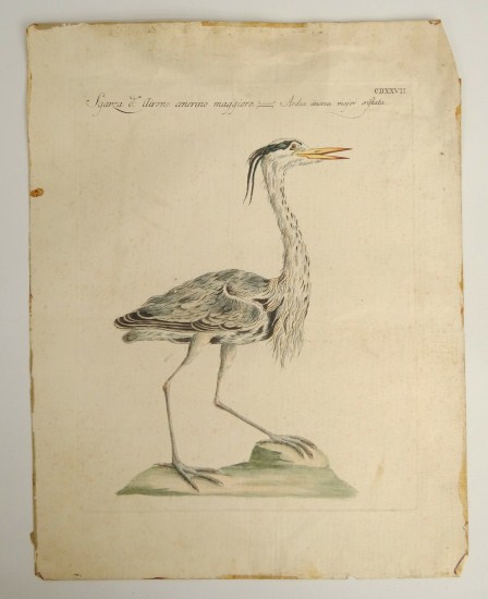 18th c. hand colored bird study