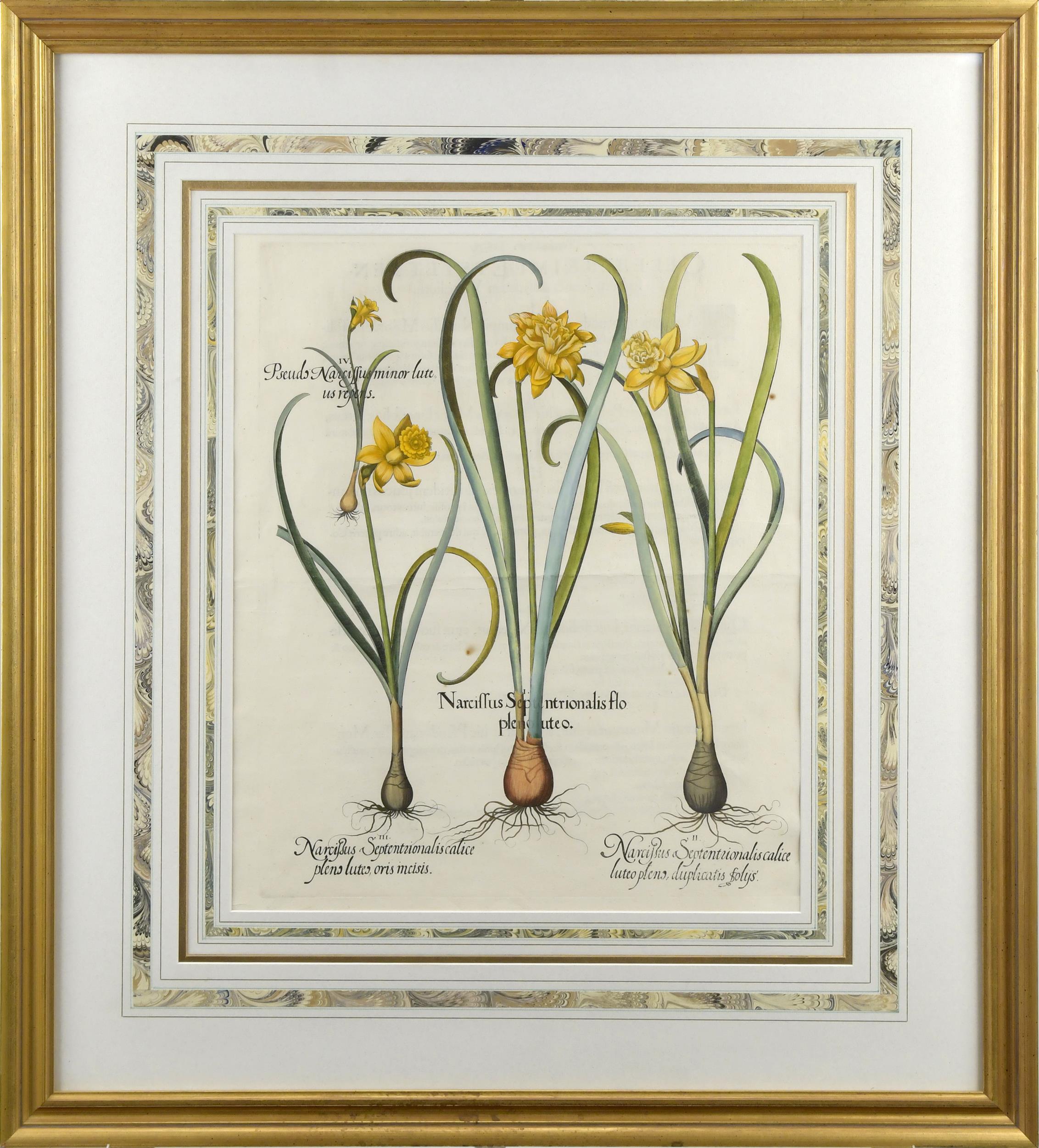 18TH C. HAND COLORED BOTANICAL