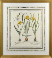 18TH C. HAND COLORED BOTANICAL