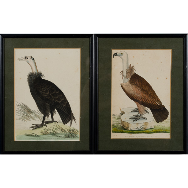 18th Century Ornithological
