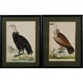 18th Century Ornithological Ha