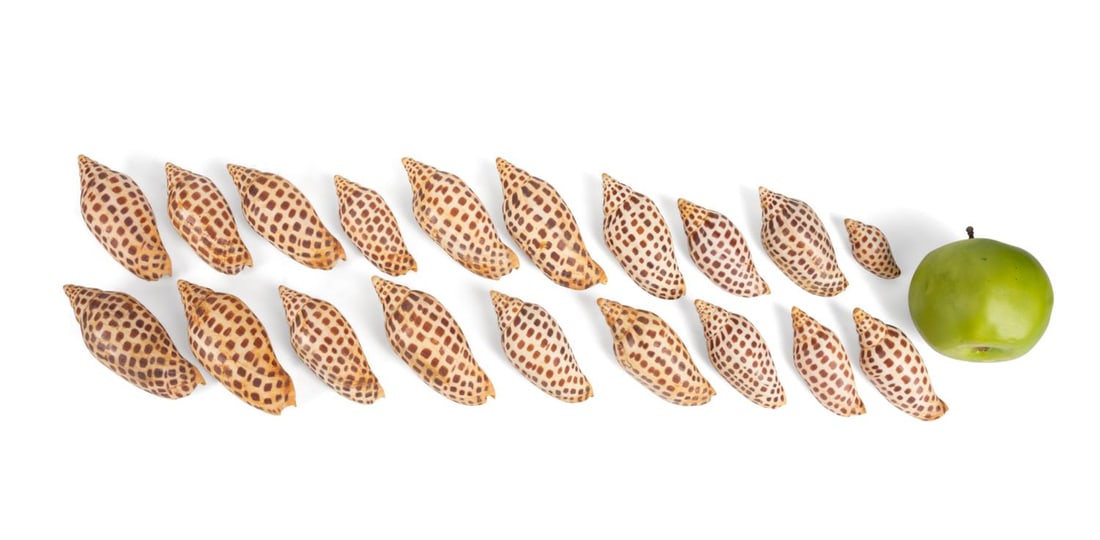 19 SCAPHELLA JUNONIA 'S FROM