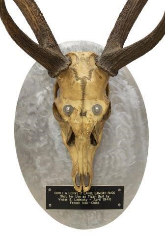 1940 PHILIPPINE SAMBAR SKULL &