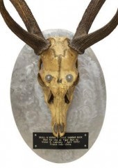 1940 PHILIPPINE SAMBAR SKULL &
