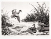 1942 Ripley Federal duck stamp