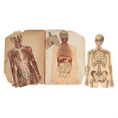 19C. ANTIQUE HUMAN ANATOMY MED