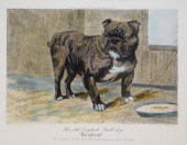 19C RICHARD JOSEY ENGLISH BULL