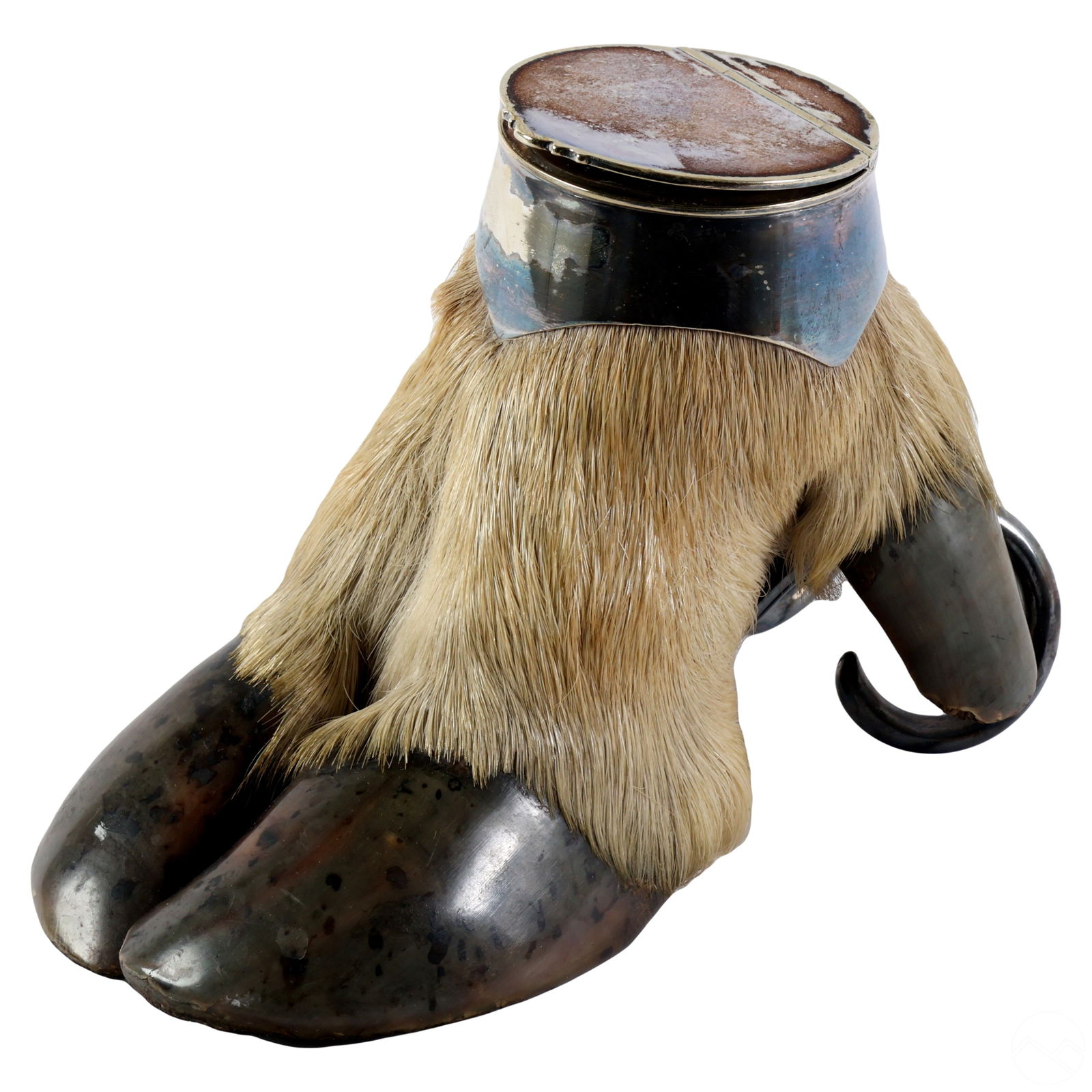 19C ROWLAND WARD SILVER TAXIDERMY