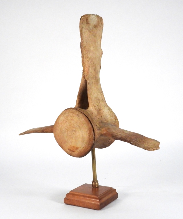 19C. SPERM WHALE VERTEBRAE United