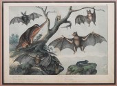 19TH C. BATS ENGRAVING VON SCH