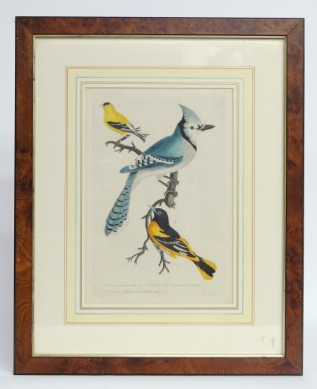 19th c. bird study print. 14