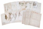 19th C Botanical samples and r