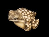 19TH C. JAPANESE IVORY NETSUKE