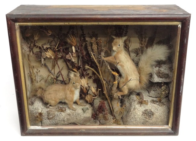 19th c. squirrel diorama. 24'' W 18