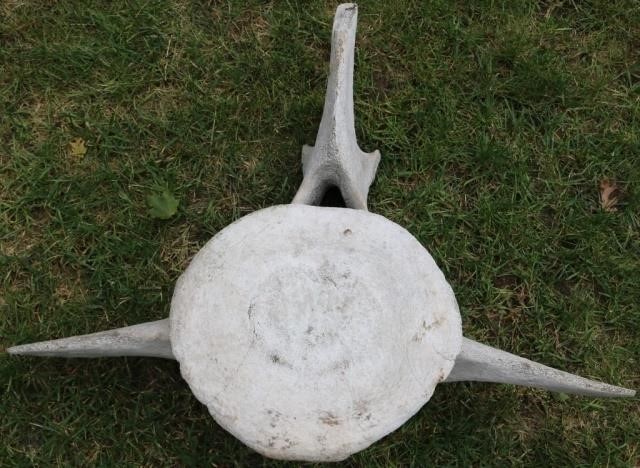 19TH C WHALE VERTEBRAE, 27" HIGH