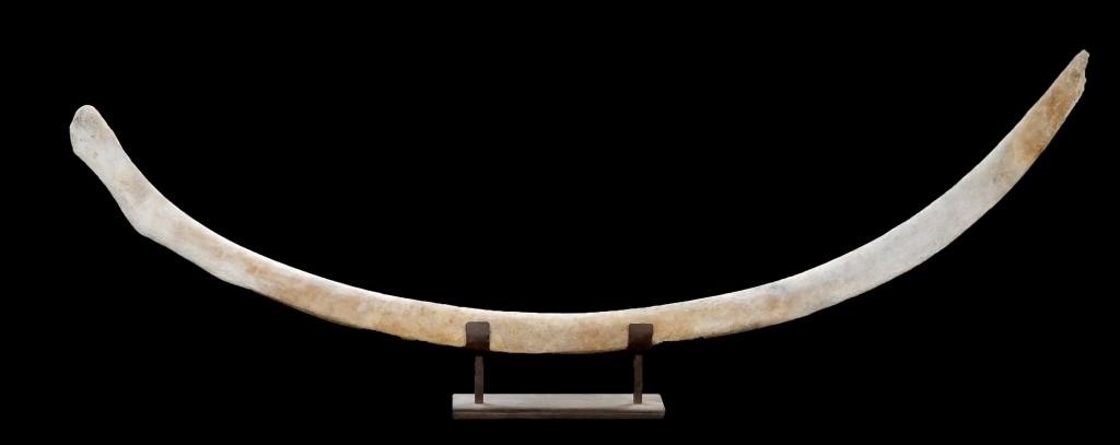 19TH CENTURY 90" WHALE RIB
