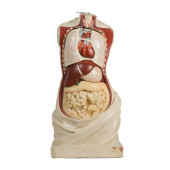 19TH CENTURY ANATOMICAL MODEL