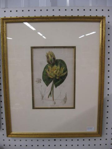 19th Century Botanical Engraving of