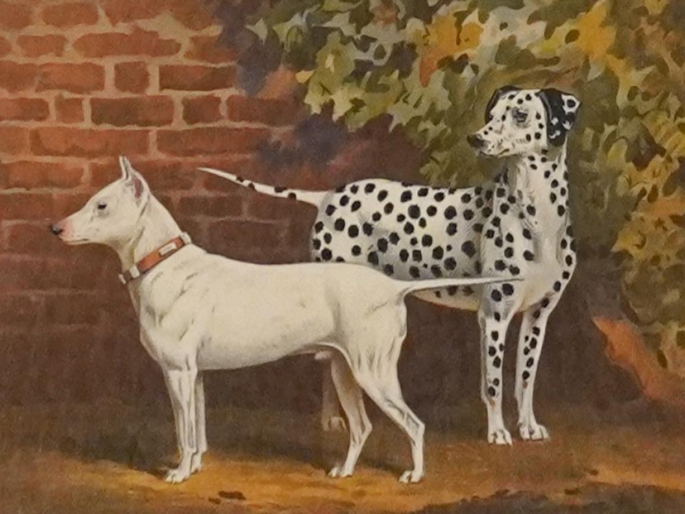 19TH CENTURY SCHOOL, BULL TERRIER