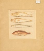 19th Century/Study of Four Fis