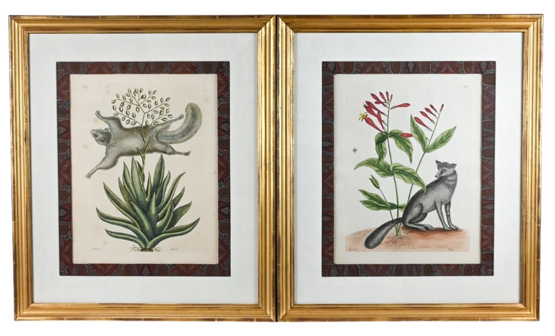 2 18TH C MARK CATESBY ENGRAVINGS