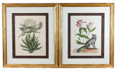 2 18TH C MARK CATESBY ENGRAVIN