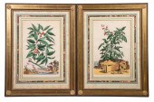 (2) ABRAHAM MUNTING C. 1696 BO