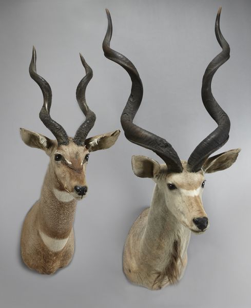 (2) African Kudu shoulder
