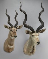 (2) African Kudu shoulder moun