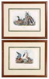 (2) AFTER J.J. AUDUBON MALLARD