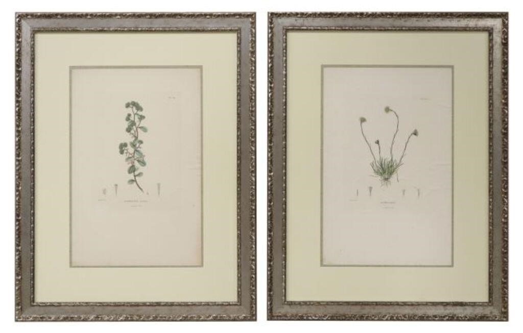 (2) AFTER PIERRE TURPIN BOTANICAL