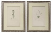 (2) AFTER PIERRE TURPIN BOTANI
